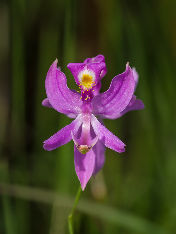 Calopogon pallidus (Pale Grass-pink orchid)