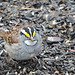 White-throated Sparrow