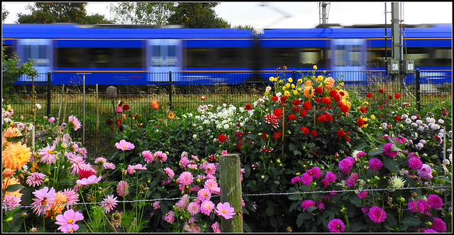 Flower  Train