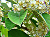 White Tangelo Blossom.