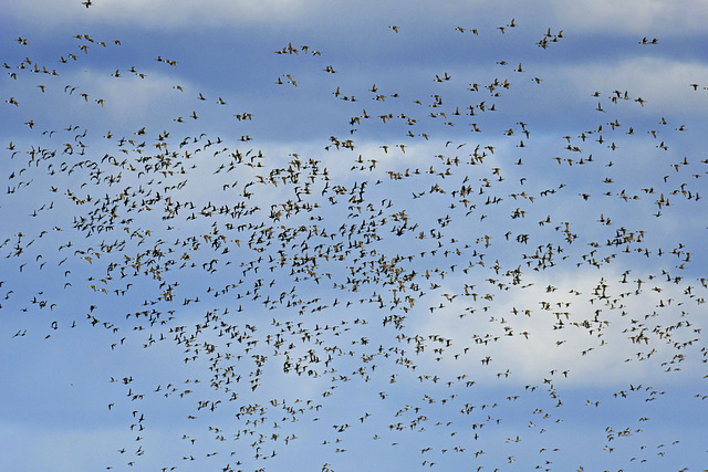 Northern Pintail Heaven