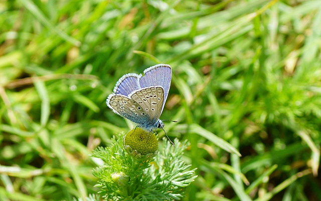 Bläuling auf Kamillenblüte II