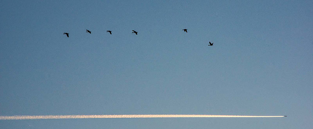 I wanted the birds as they flew past but noticed the plane too. )