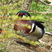 Male Wood duck (Aix sponsa)