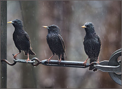 A picket of starlings