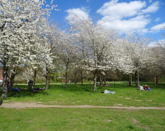 Kirschblüte im Hiroshima-Hain in Hannover