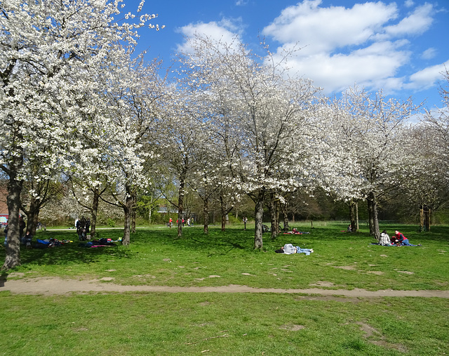 Kirschblüte im Hiroshima-Hain in Hannover