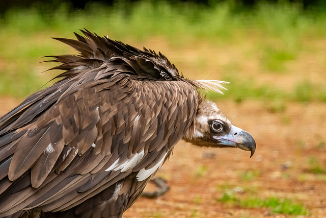 European vulture