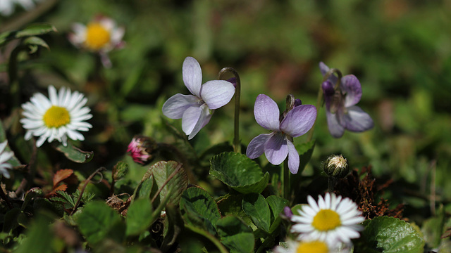 Timides violettes pour les amis