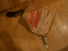 the cat's in the bag