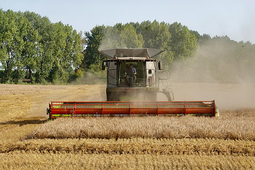 Getting the harvest in