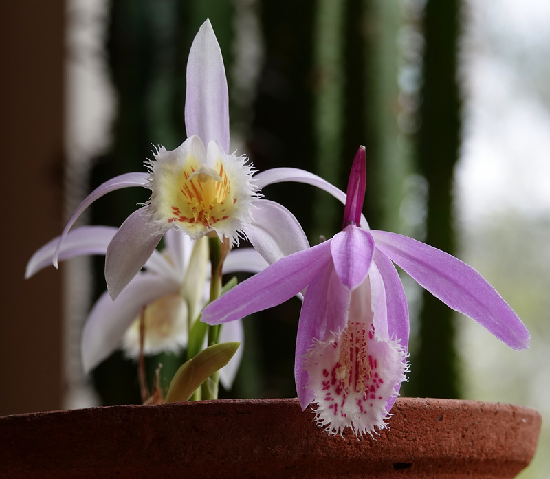 Pleiones