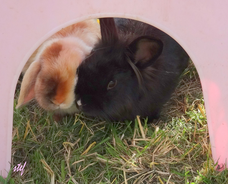 bunny love