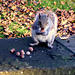 Grey squirrel (3 of 3).