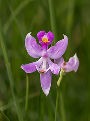 Calopogon pallidus (Pale Grass-pink orchid)