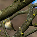 Willow Warbler