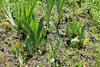 Iris Pamina , nuée d'orage et albicans