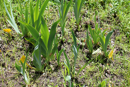 Iris Pamina , nuée d'orage et albicans