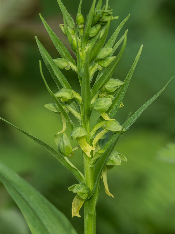 Dactylorhiza viridis (Longbract Frog orchid) aka Coeloglossum viride