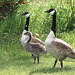 At a lake near Alix, Alberta