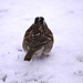 White-throated Sparrow