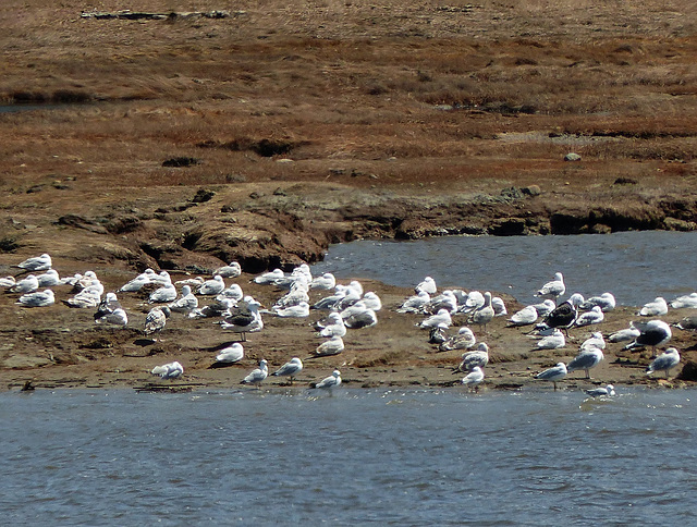 Day 6, Great Black-backed Gull (towards right)?, Tadoussac, Quebec