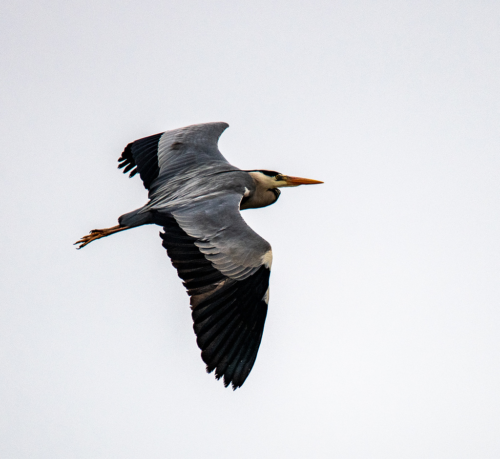 Heron