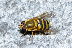 HoverflyIMG 6542