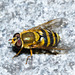 HoverflyIMG 6542