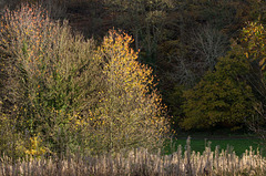 Wepre Park trees..