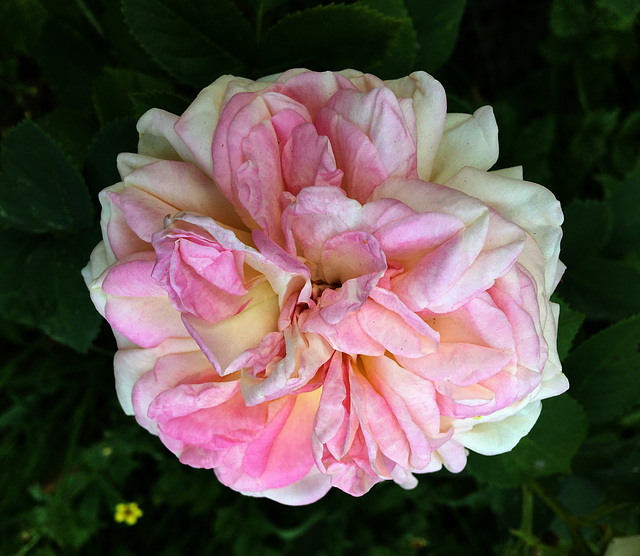 Rose du jardin