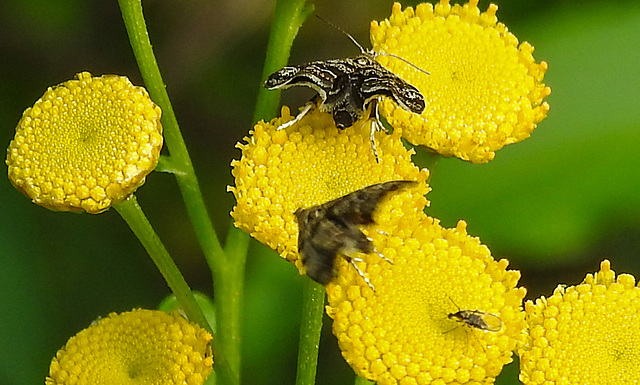 20210831 2670CPw [D~LIP] Rainfarn (Tanacetum vulgare), Brennnessel-Spreizflügelfalter (Anthophila fabriciana), Insekt, UWZ, Bad Salzuflen