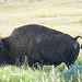 bison on half-alert