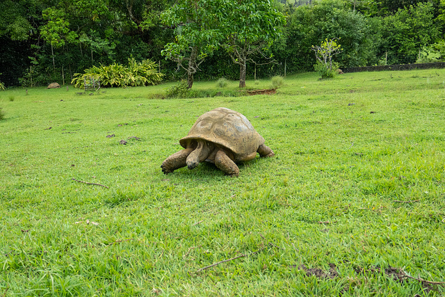 Mauritius-0006