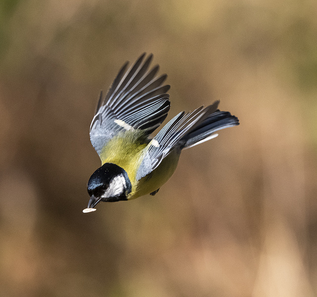 Great tit