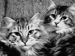 kitties as charcoal drawing