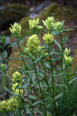 Unalaska Paintbrush