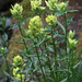 Unalaska Paintbrush