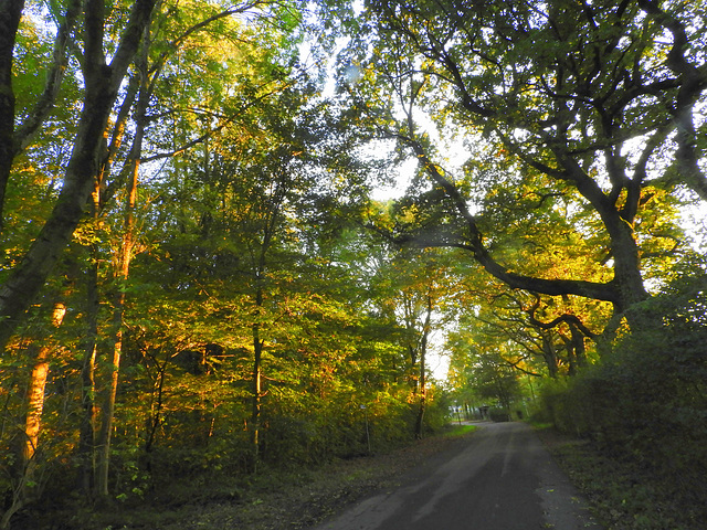 Enchanting autumn