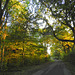 Enchanting autumn