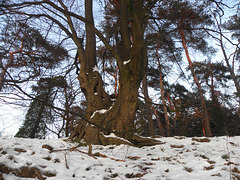 the Safety net tree