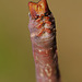 Peppered Moth Caterpillar.