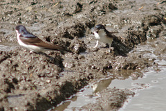 House Martin