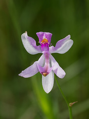 Calopogon pallidus (Pale Grass-pink orchid)