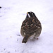 White-throated Sparrow