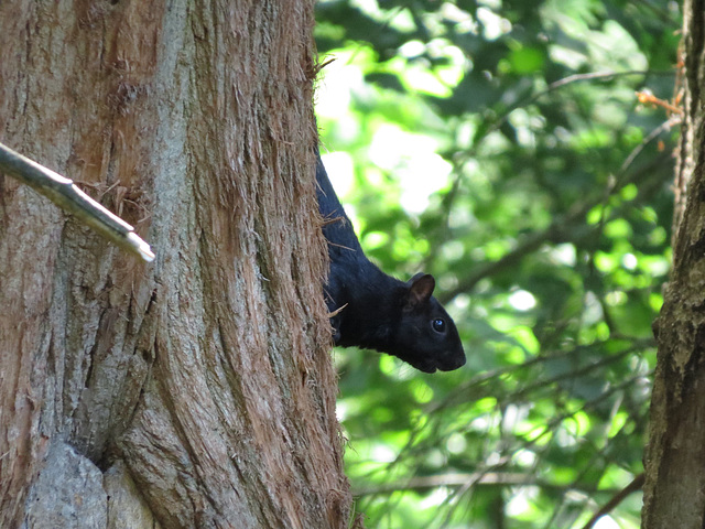 Fox squirrel - black phase