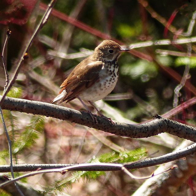 Day 6, Swainson's Thrush, Tadoussac