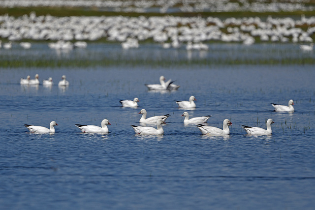 Ross's Geese