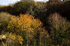 Wepre Park trees