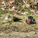 A pair of Wood Ducks (Aix sponsa)